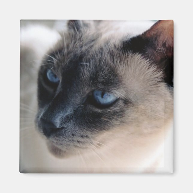 Aloof Siamese Cat Magnet (Front)