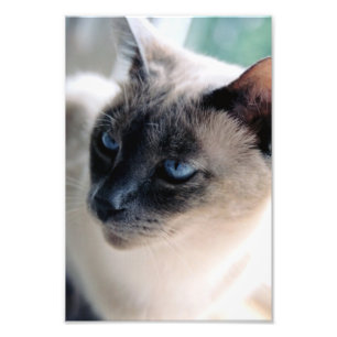 Aloof Siamese Cat Photo Print