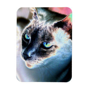 Aloof Siamese Chat Altered Flexible Magnet