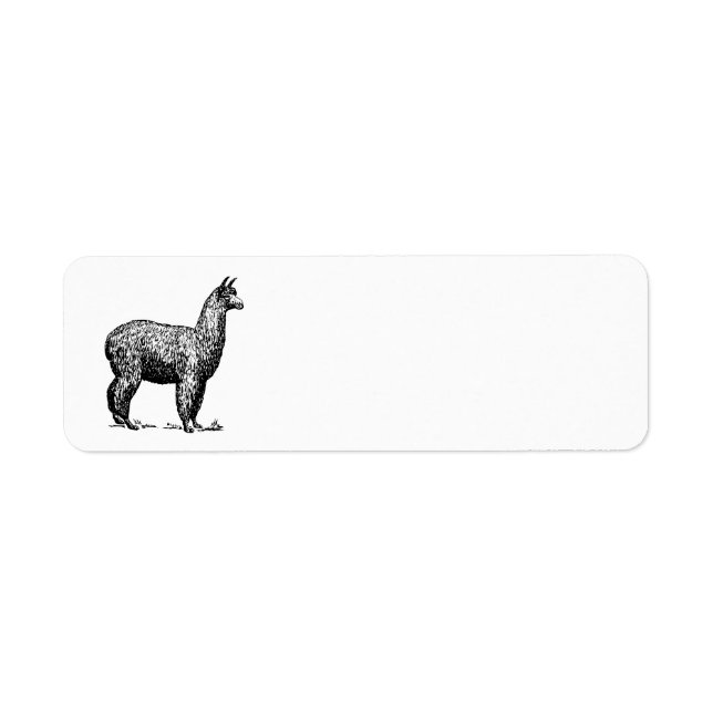 Alpaca (Devant)