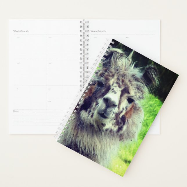 Alpaca (Devant avec enveloppe)