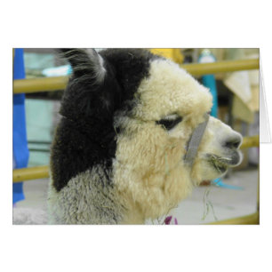 Alpaca