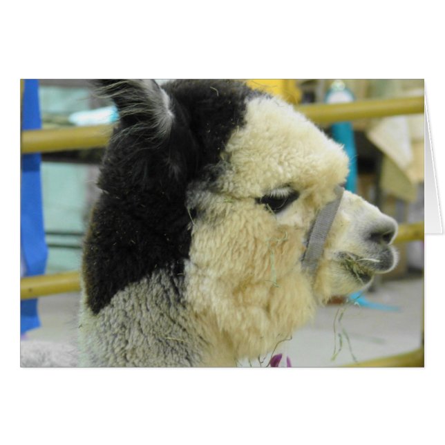 Alpaca (Devant horizontal)