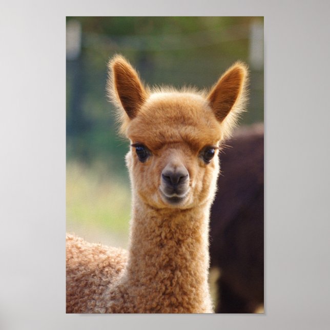 Alpaca Baby Poster (Front)