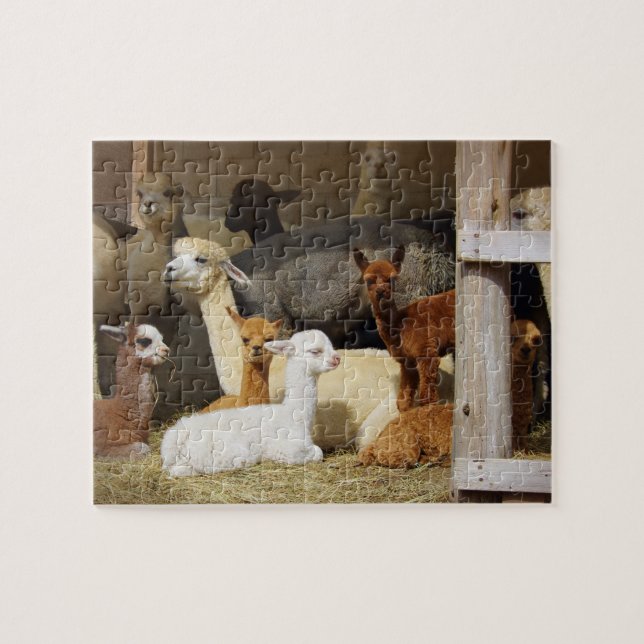 Alpaca Barn Photo Puzzle (Horizontal)