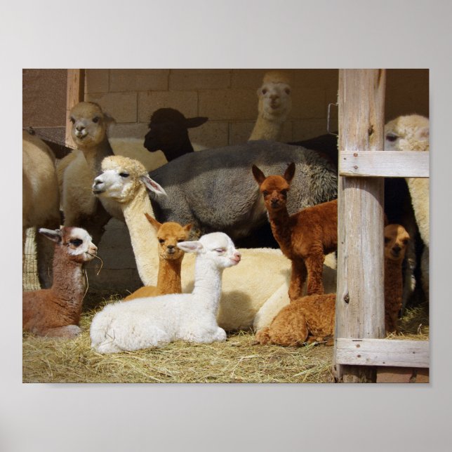 Alpaca Barn Poster (Front)