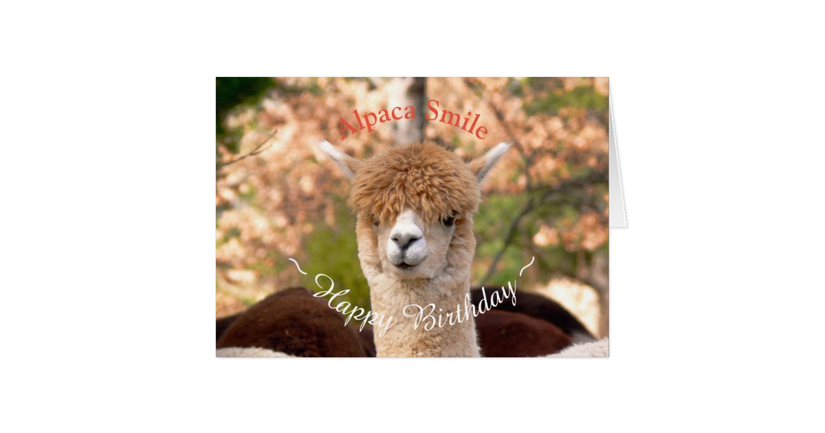 Alpaca Belle Birthday Card | Zazzle