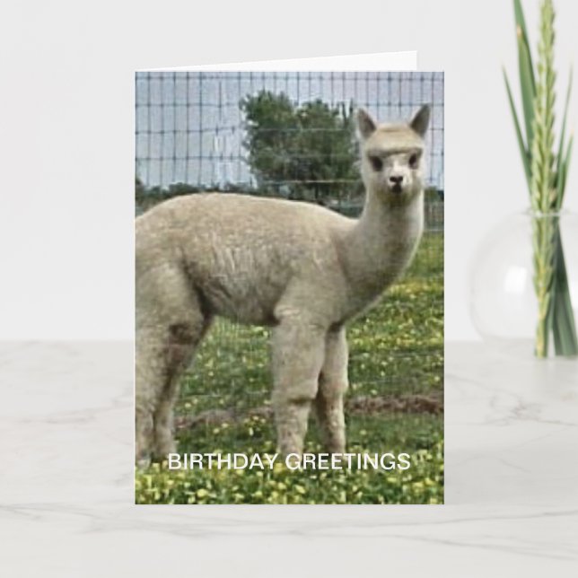 Alpaca Birthday Card (Front)