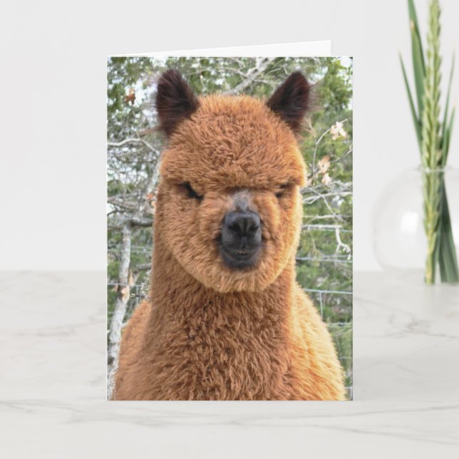 Alpaca Birthday Card (Front)