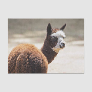 Alpaca Brown and White Animal Photo Tissue Paper