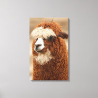 Alpaca canvas print