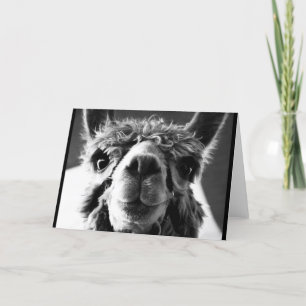 Alpaca Card
