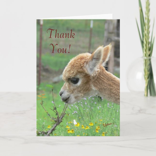 Alpaca Carte de remerciements (Devant)