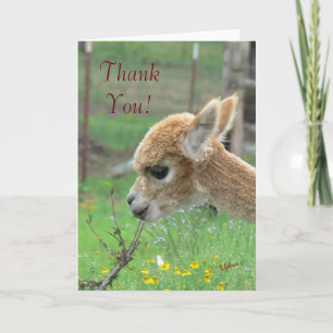Alpaca Carte de remerciements