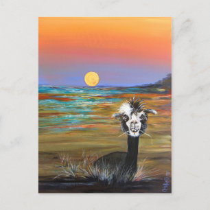 Alpaca - Carte postale Vincent