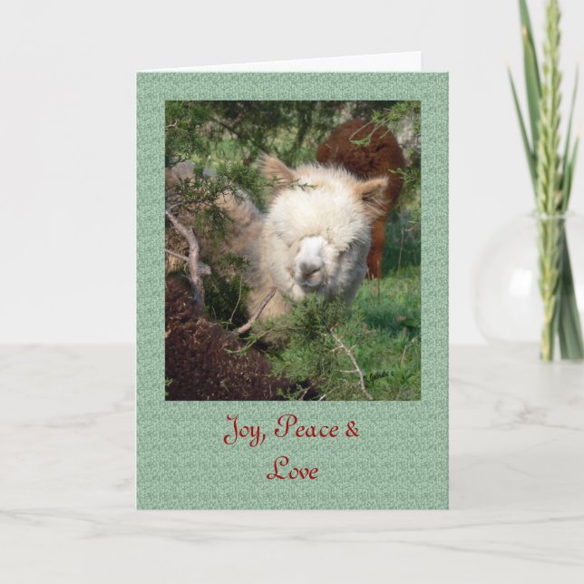 Alpaca Christmas Card (Front)