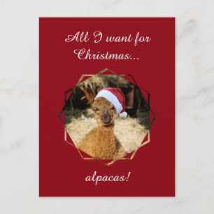 Alpaca Christmas Postcards