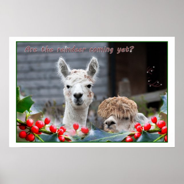 Alpaca Christmas Poster (Front)