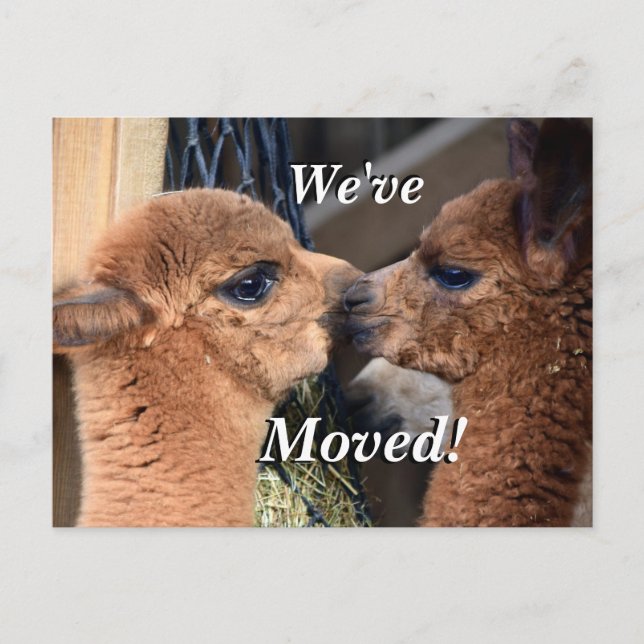 Alpaca couple We've Moved New Address Announcement Postcard (Front)