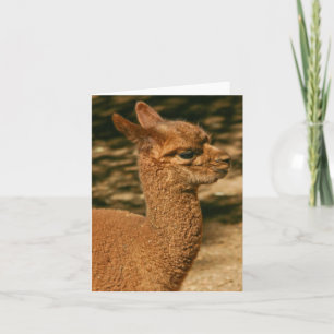 Alpaca Cria (Baby) - "Papa's Surprise" Card