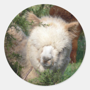 Alpaca Cria in Cedar Classic Round Sticker