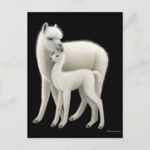 Alpaca & Cria Postcard
