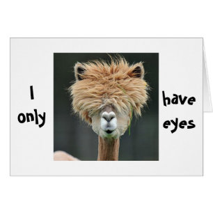 ALPACA DIT "JE N'AI QUE DES YEUX POUR VOUS"