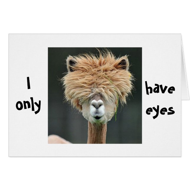 ALPACA DIT "JE N'AI QUE DES YEUX POUR VOUS" (Devant horizontal)