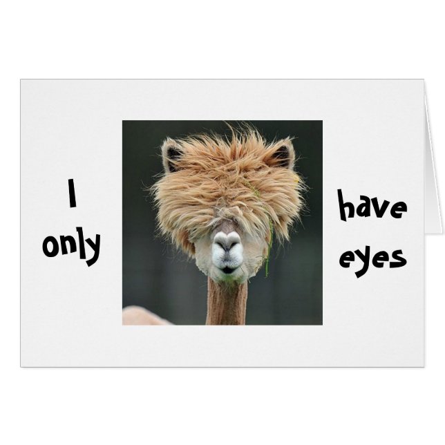 ALPACA DIT : "JE N'AI QUE DES YEUX POUR VOUS" (Devant horizontal)