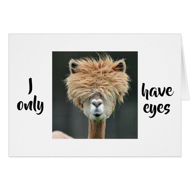 ALPACA DIT "JE N'AI QUE DES YEUX POUR VOUS" CARTE  (Devant horizontal)