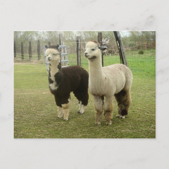 Alpaca Duo Postcard (Front)