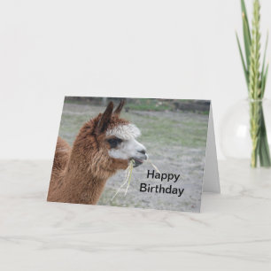 Alpaca Eating Hay Animal Photo Birthday Card