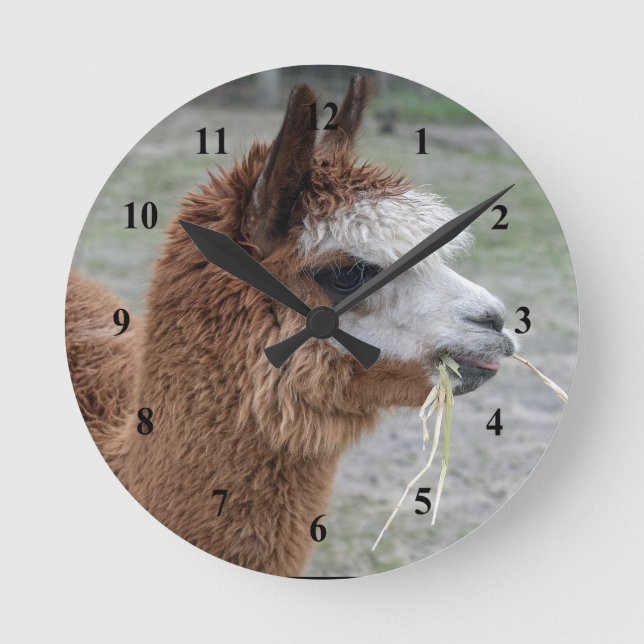 Alpaca Eating Hay Animal Photo Round Clock (Front)