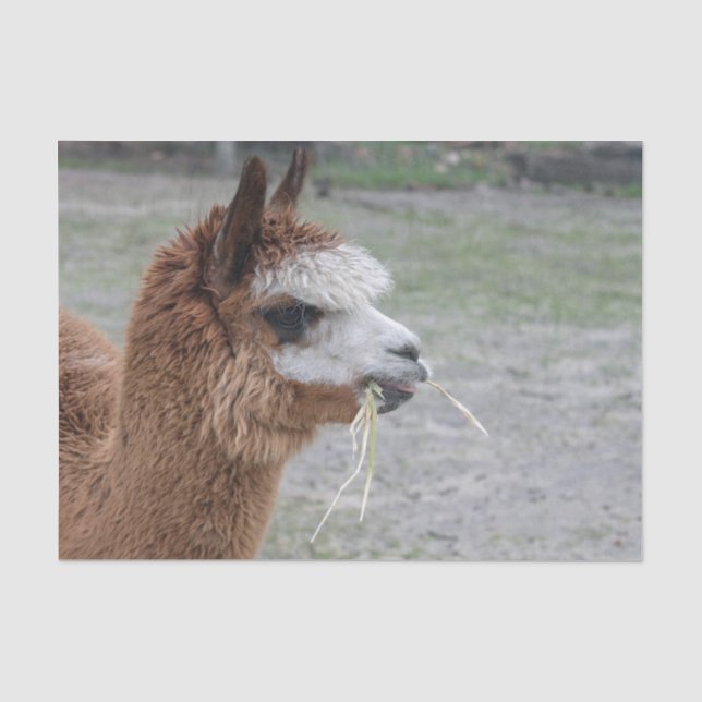Alpaca Eating Hay Animal Photo Tissue Paper (Front)
