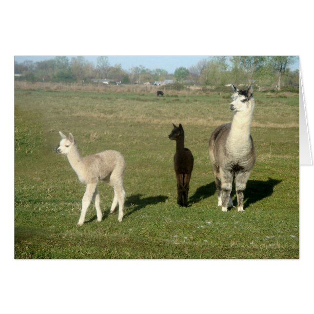 Alpaca et deux Cria (Devant horizontal)