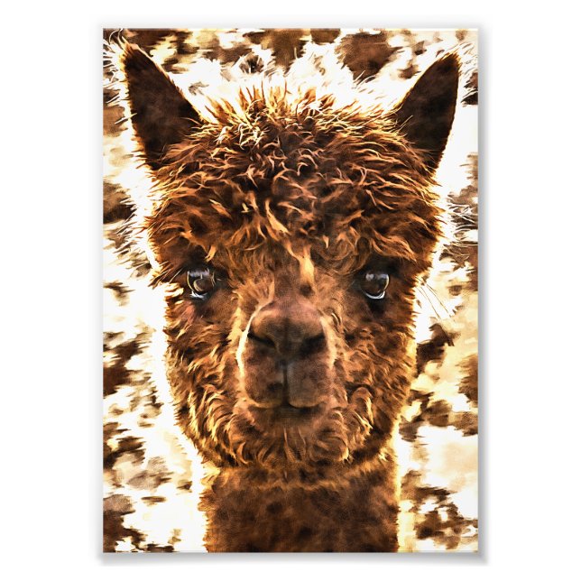 Alpaca Full Faces Photo Print (Front)