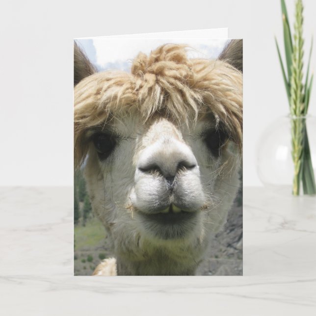 ALPACA FUNNY BIRTHDAY CARD (Front)