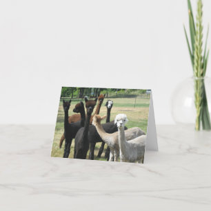 Alpaca Greetings Card