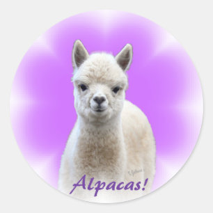 Alpaca Hope Stickers