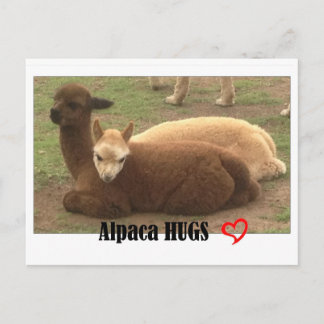 Alpaca Hugs Postcard