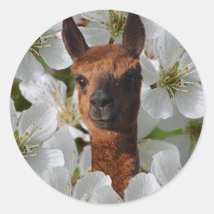 Alpaca In White Blossoms, Classic Round Sticker