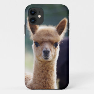 Alpaca iPhone 5 Cases