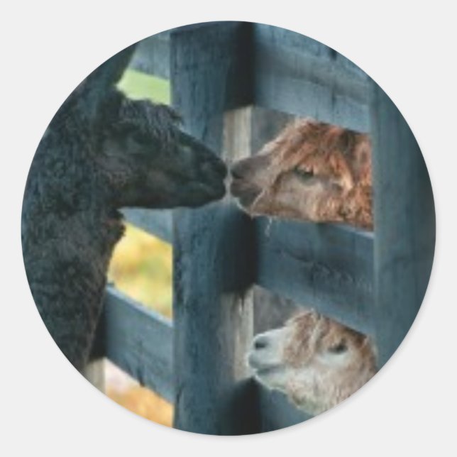 Alpaca Kissing Sticker (Front)