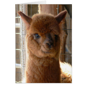 Alpaca Lady Jackie Card