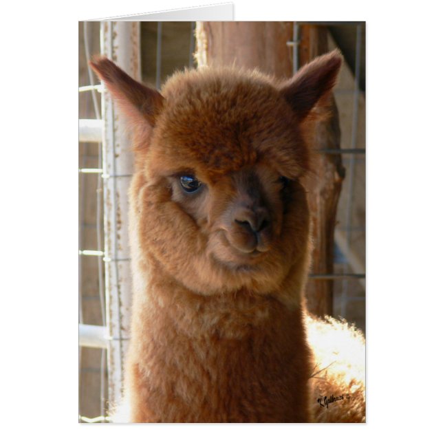 Alpaca Lady Jackie Card (Front)