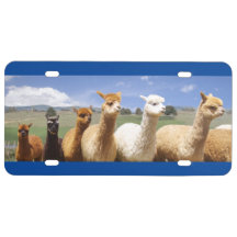 Alpaca License Plate