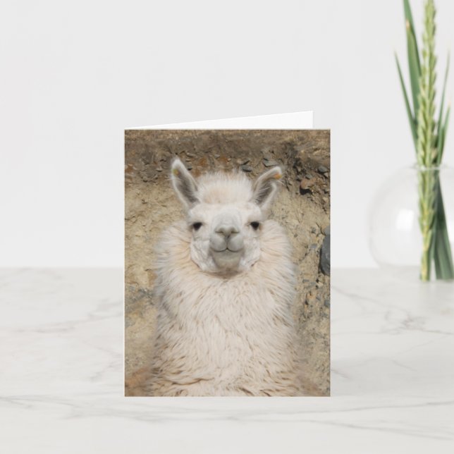 Alpaca Llama Close up - Head Profile Card (Front)