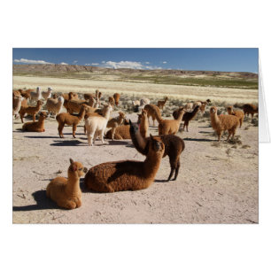 Alpaca Llama Herd Pack in Bolivia Andes Mountains
