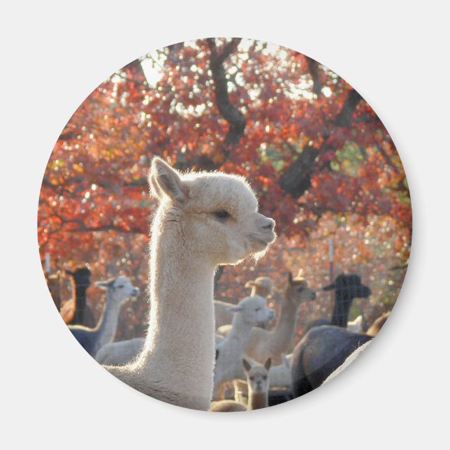 Alpaca Magnet (Front)