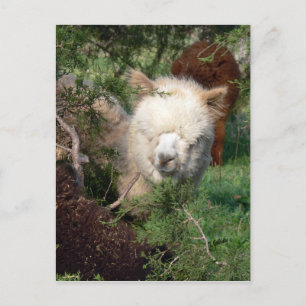 Alpaca Magnet Postcard